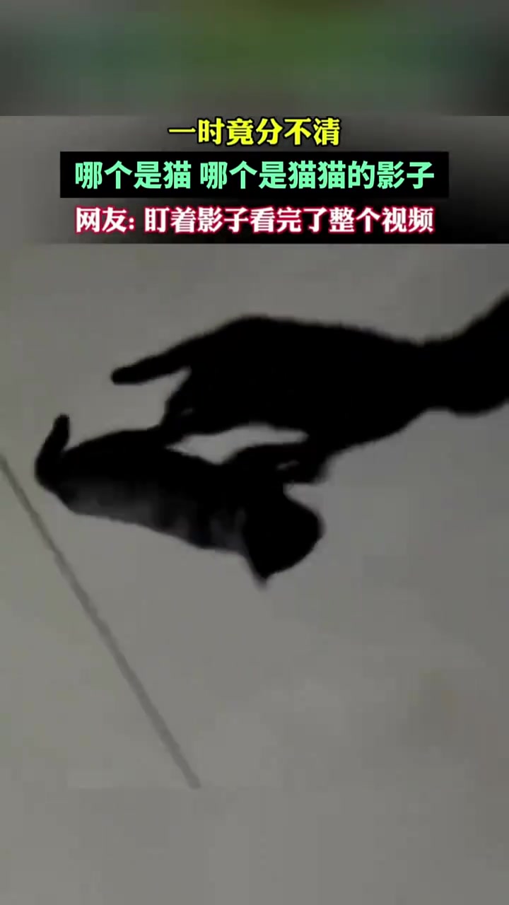 一时竟分不清哪个是猫哪个是猫猫的影子